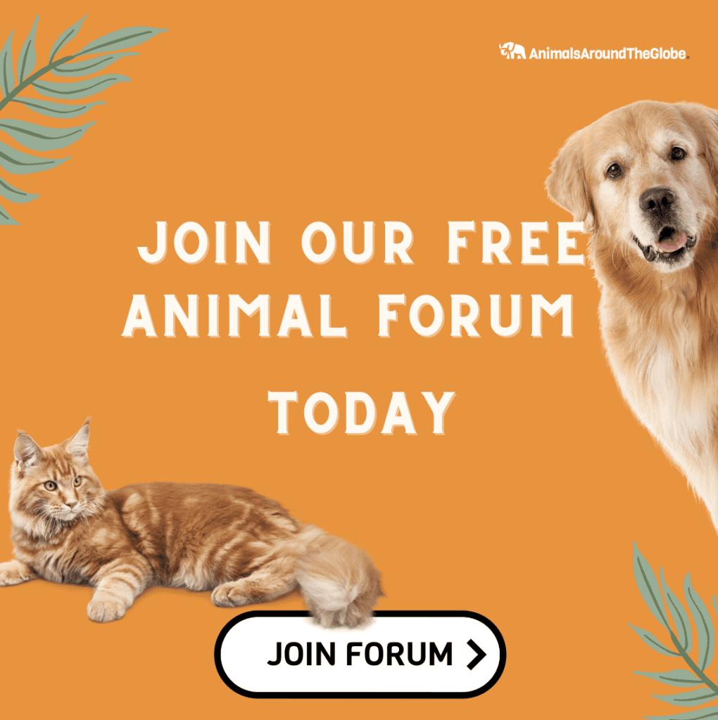 Animal Forum
