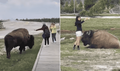 Reckless Woman Approaches Bison for a Selfie in Yellowstone