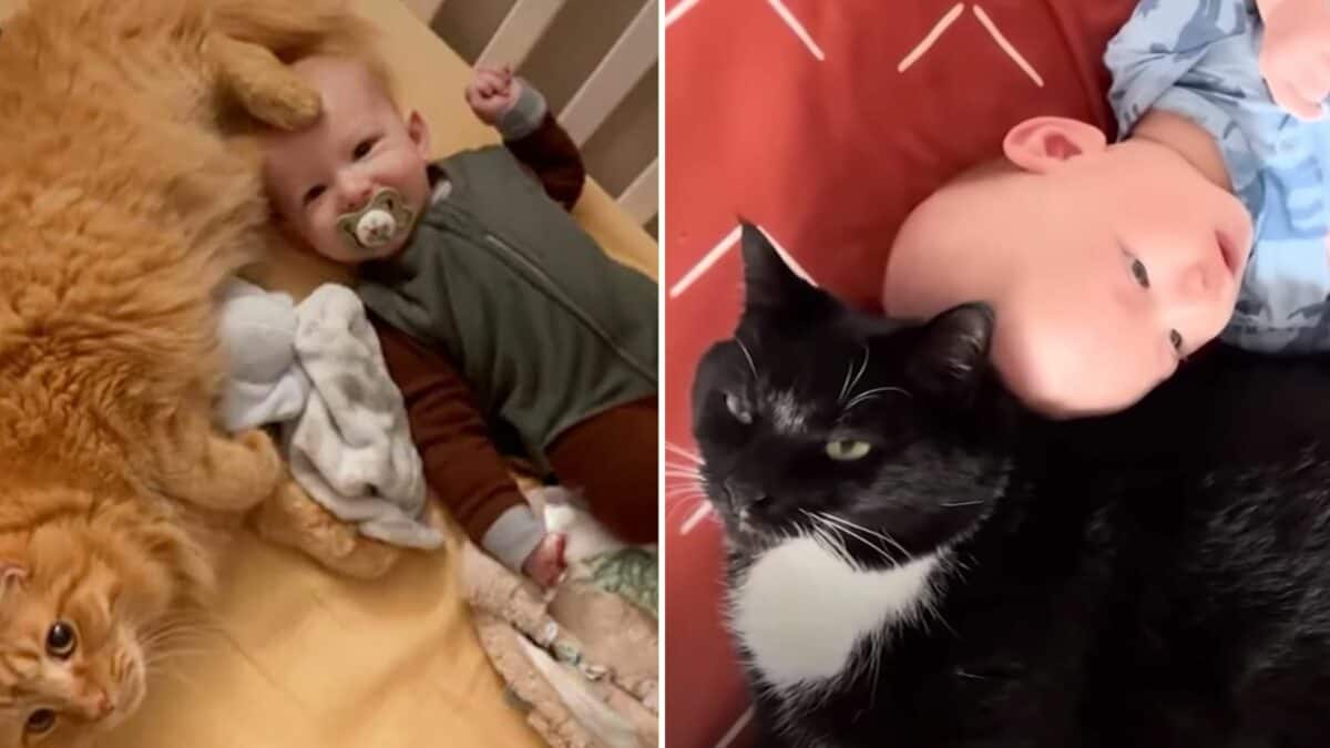 Cat Jumps Into Baby's Crib Every Morning