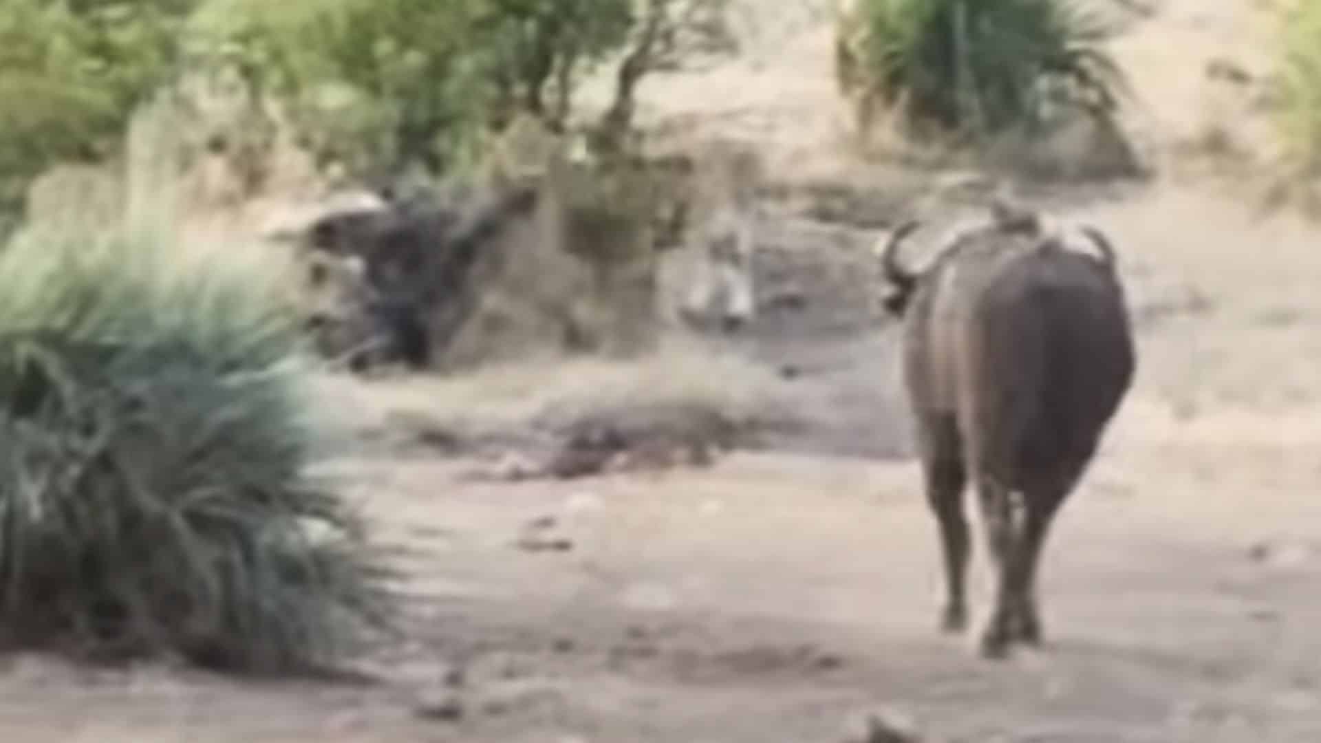 Buffaloes Saves Baby Elephant