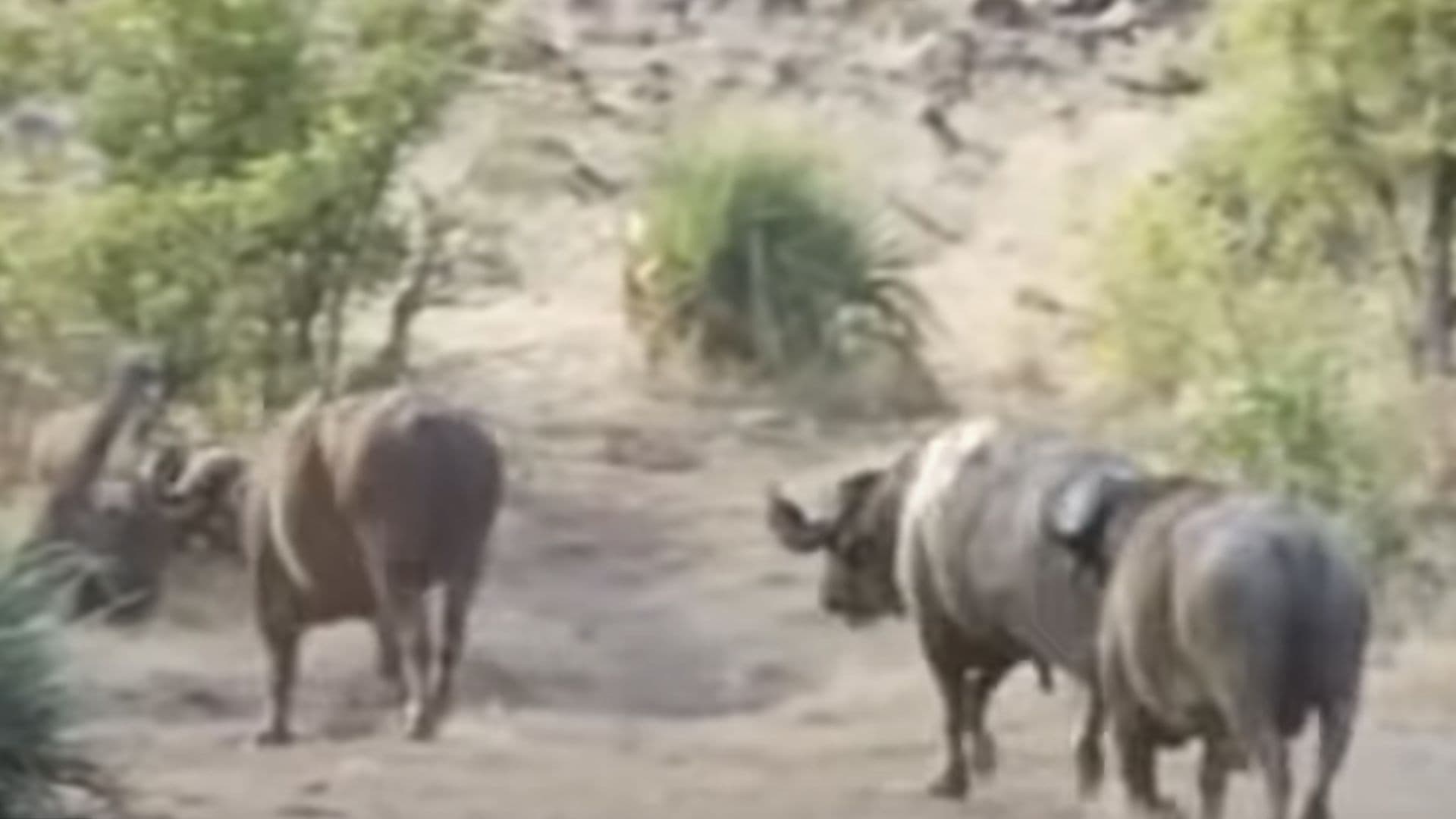 Buffaloes Saves Baby Elephant