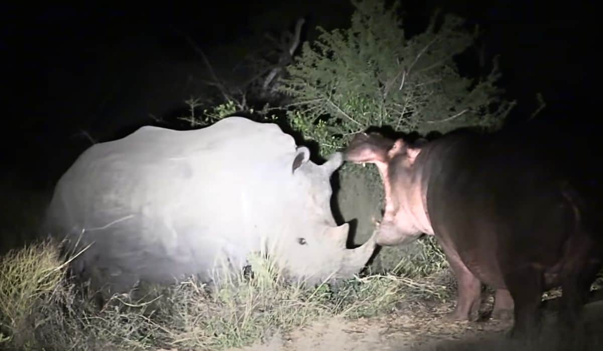 rhino and hippo and encounter 