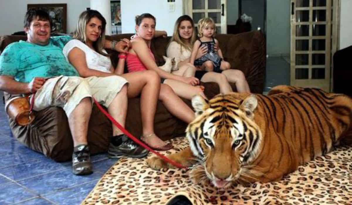 family lives with pet tigers