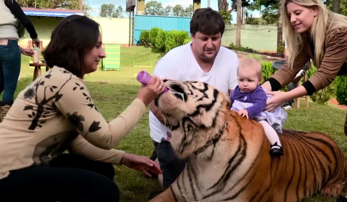 family lives with pet tigers