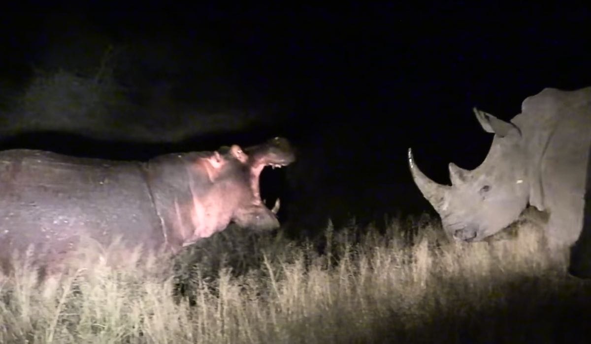 rhino and hippo and encounter 