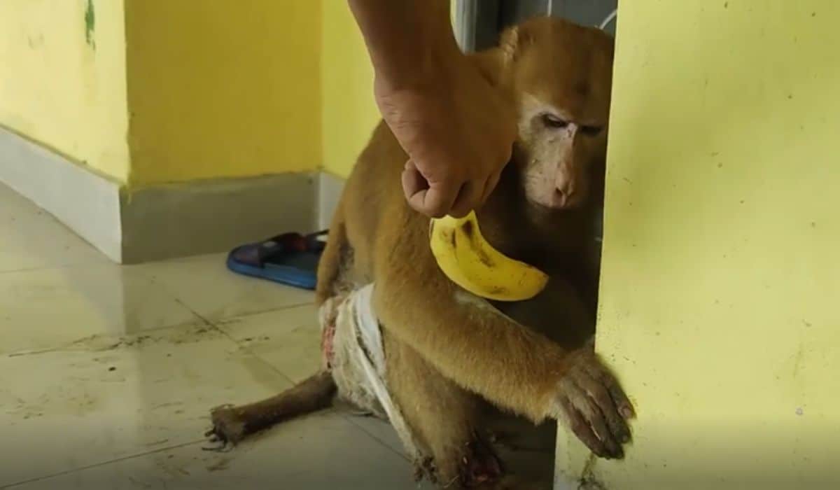 monkey takes itself to hospital 