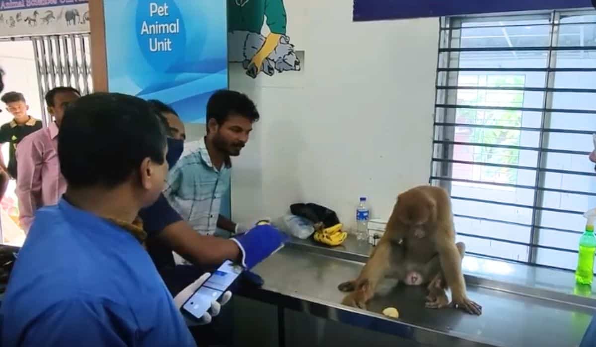 monkey takes itself to hospital 