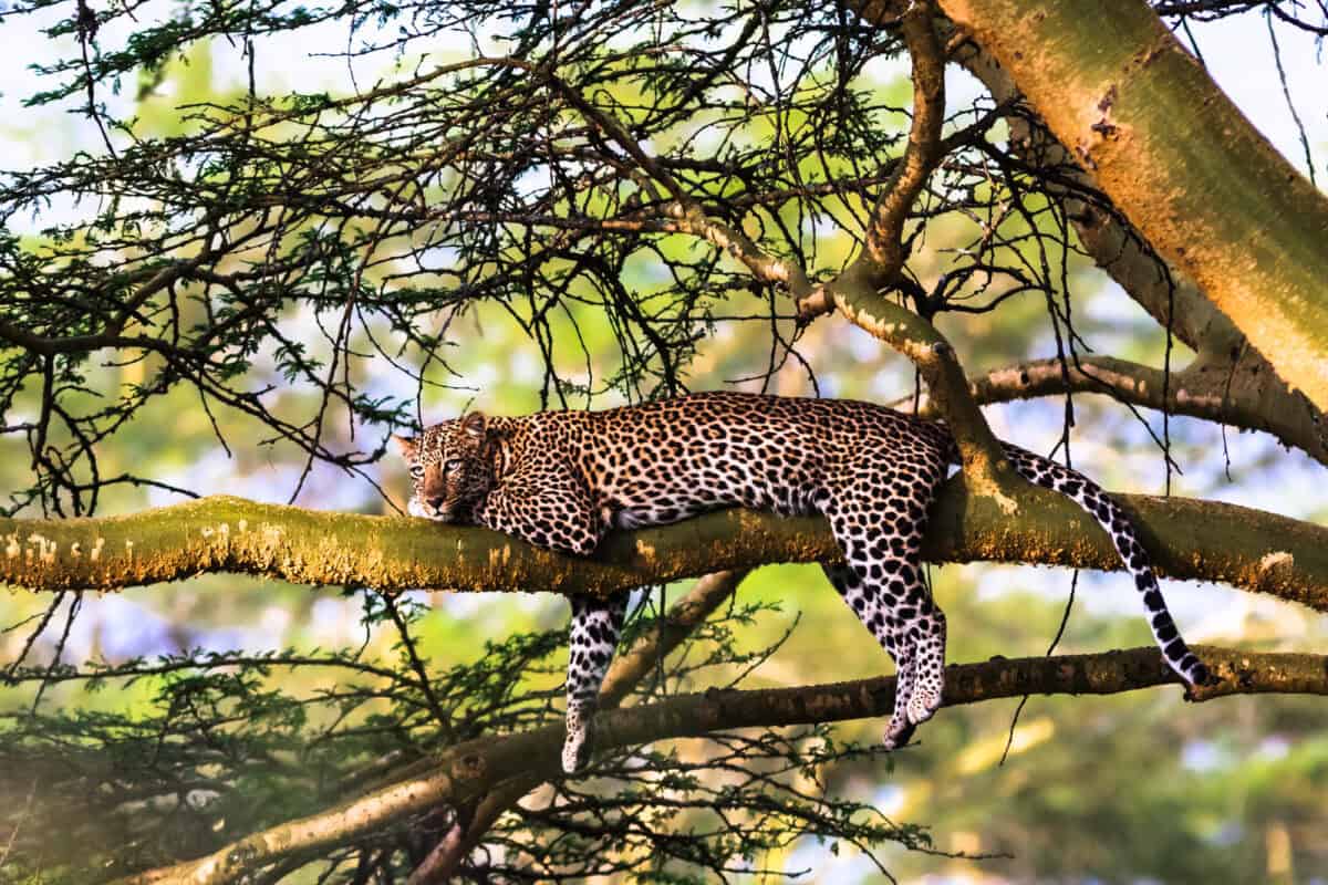 Leopard sleeping
