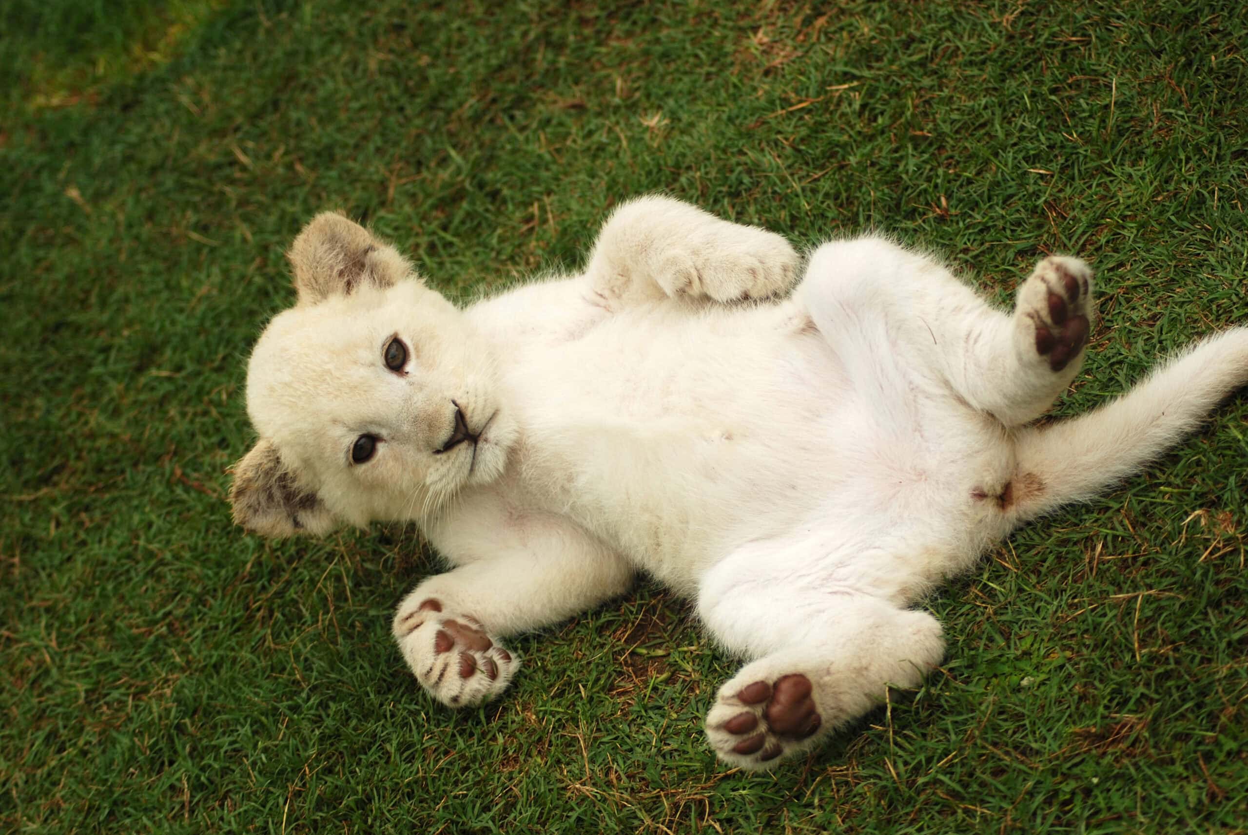 White lion cub showing belly