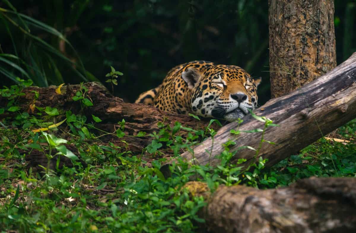 Leopard sleep