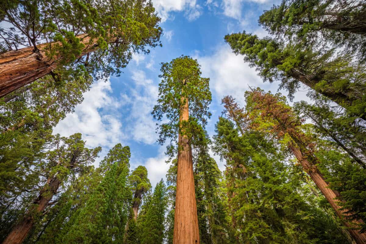 sequoia trees 