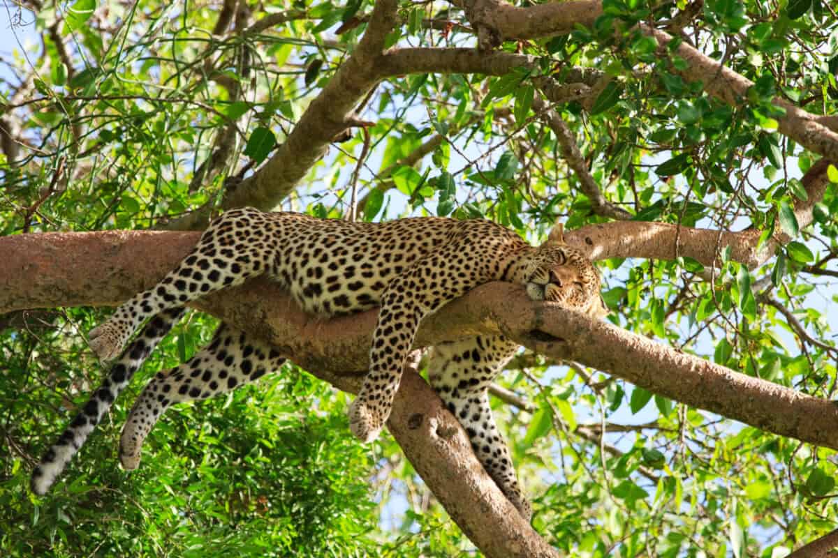 leopard sleep