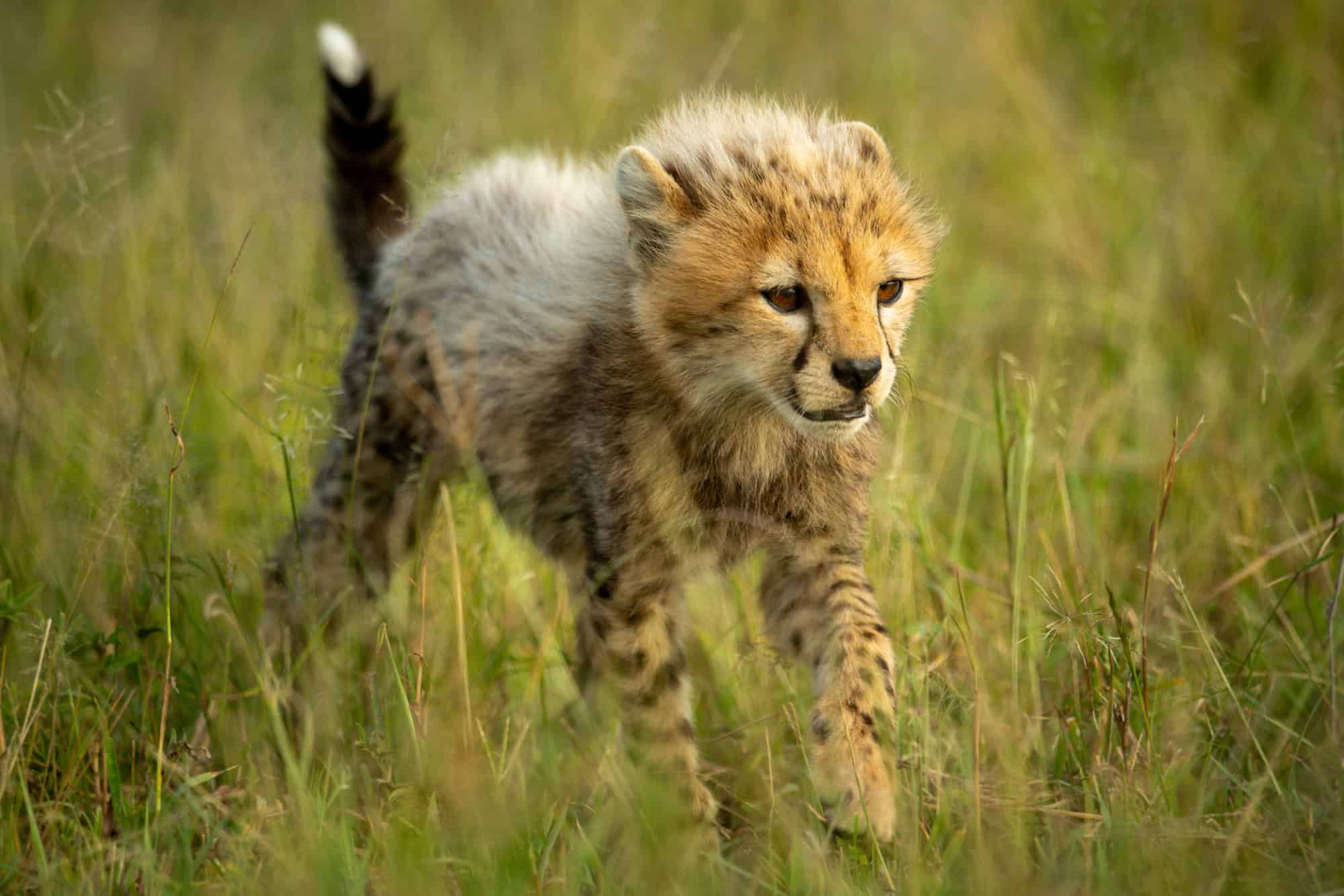 Cheetah cub walks through grass on savannah