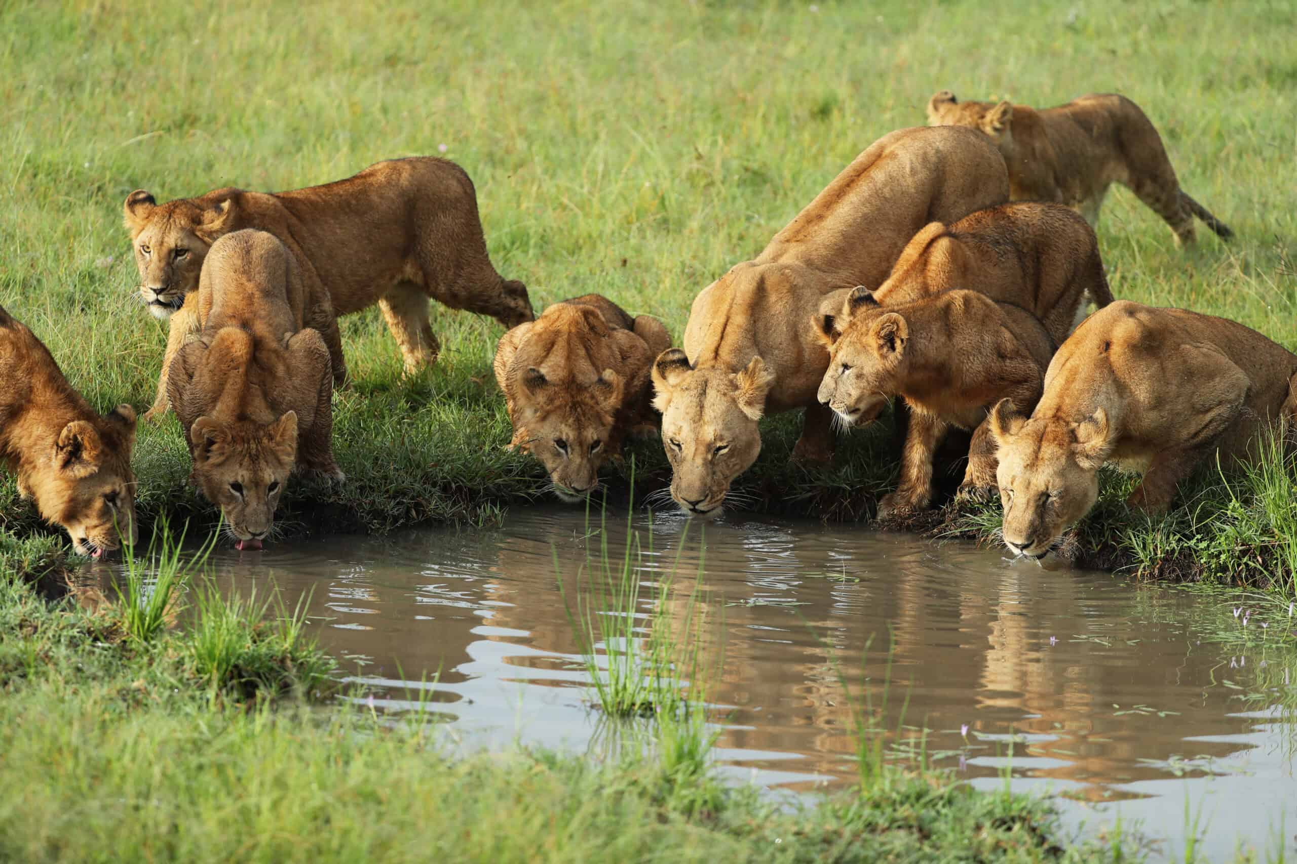 Lioness with Cubs drinking water.