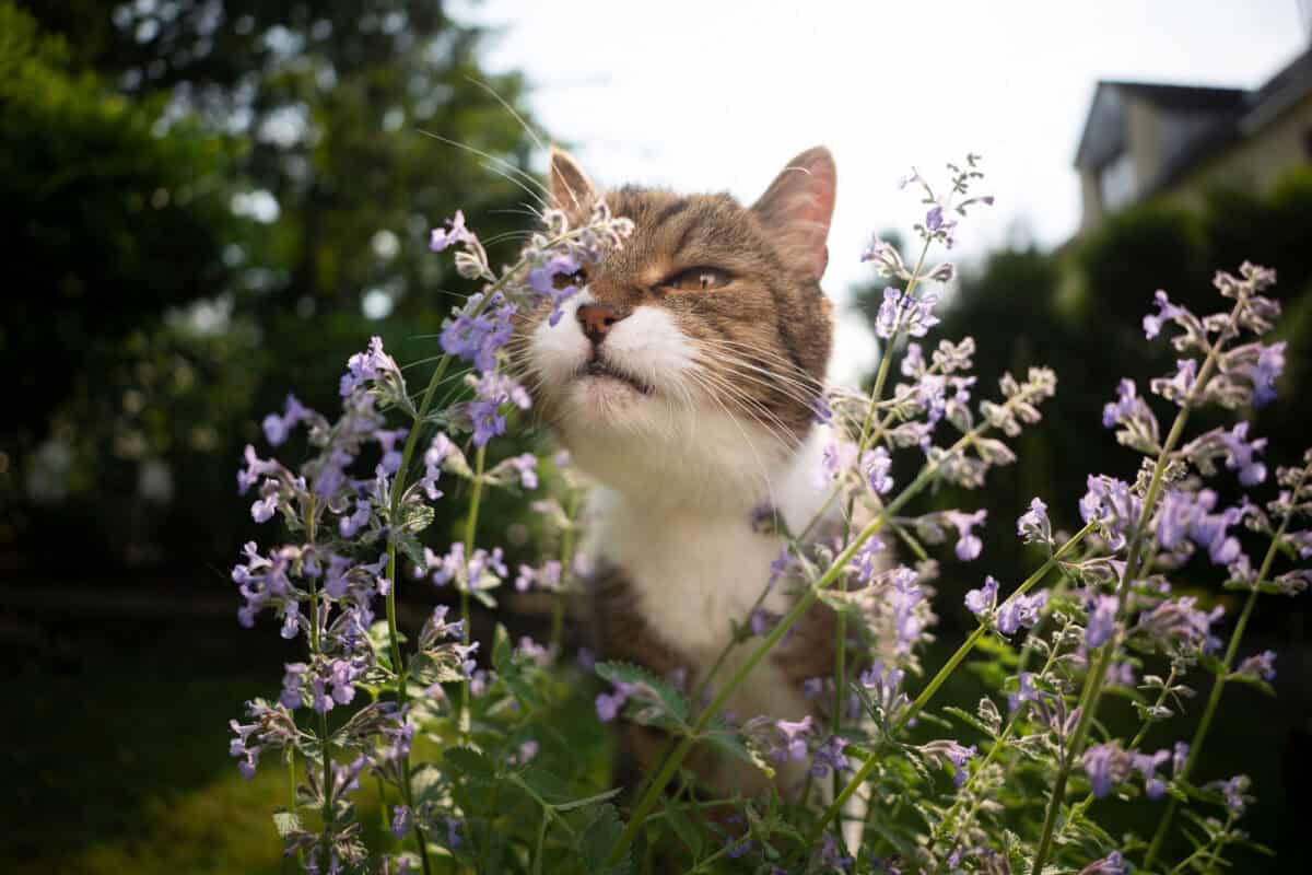 cat catnip plant