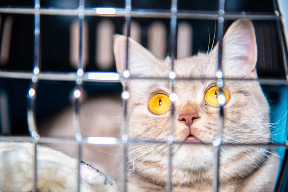 cat in cage 