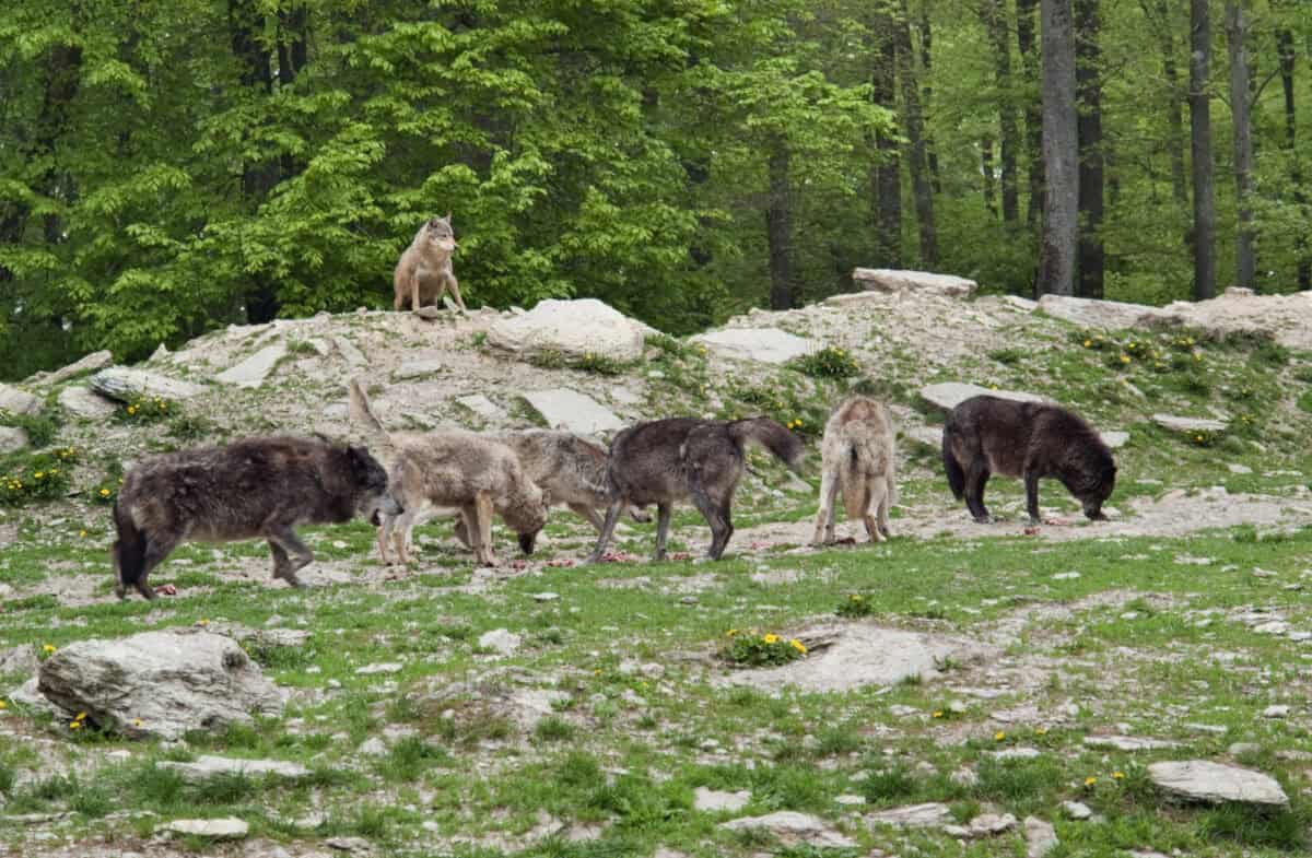 Pack of Gray Wolves