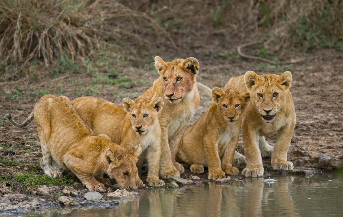 Cubs and Lion Drinking Water