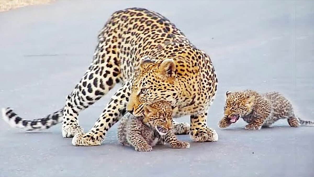 Mama Leopard Stops Traffic