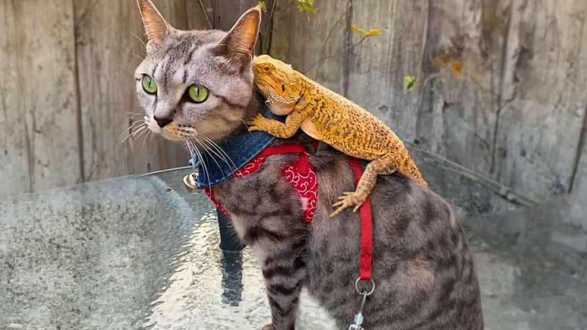Lizard and Cat Friendship