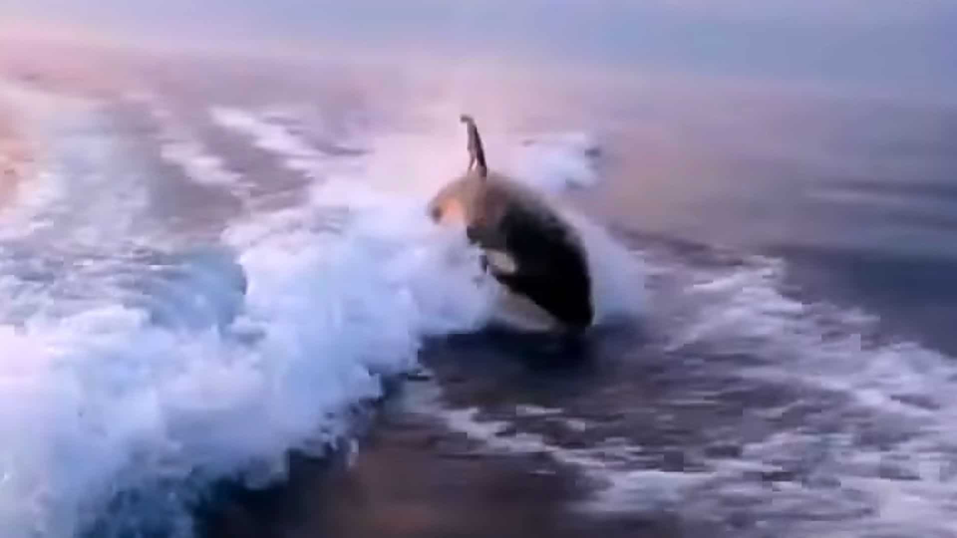 Orcas Chase a Fishermen's Boat 