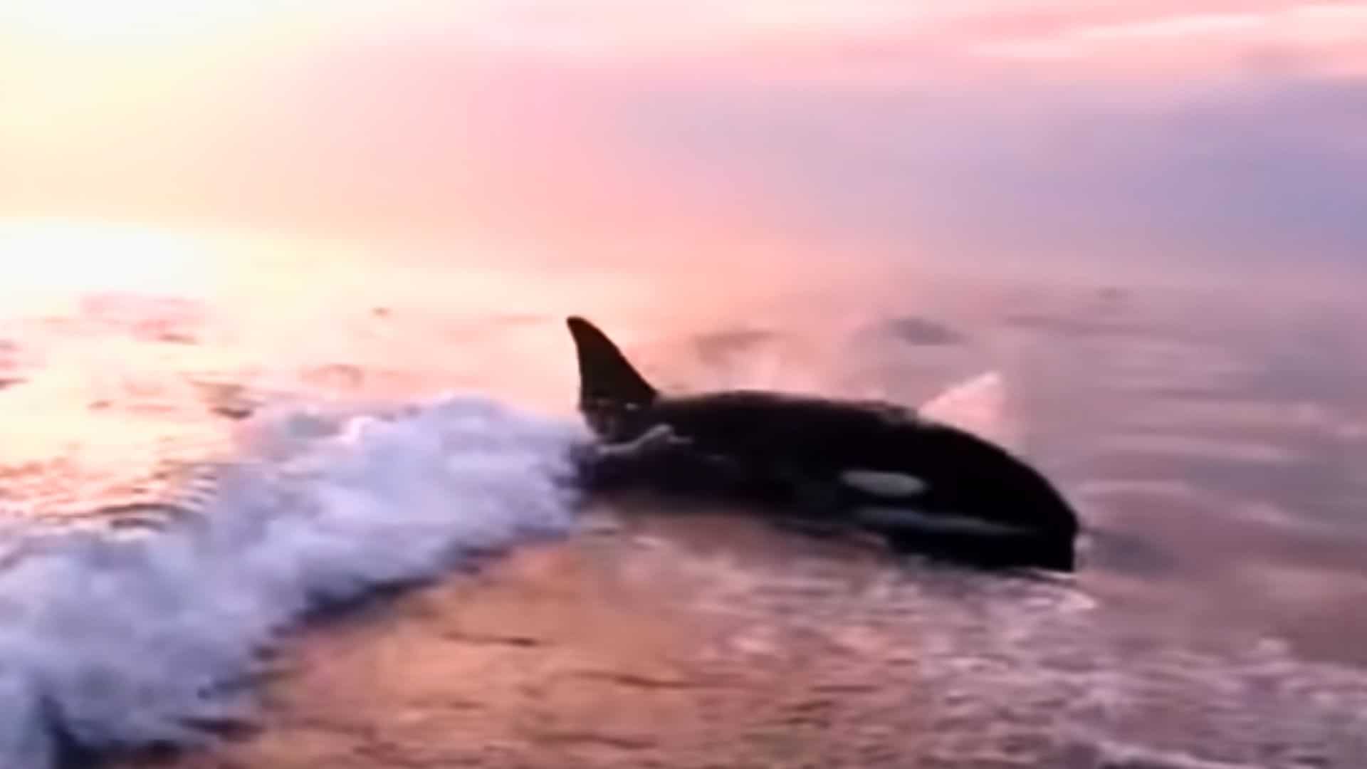 Orcas Chase a Fishermen's Boat 