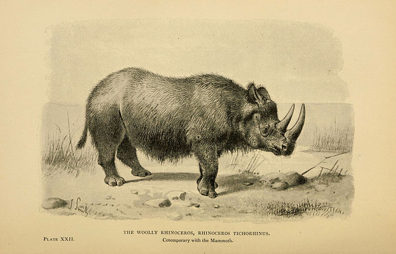 woolly rhino