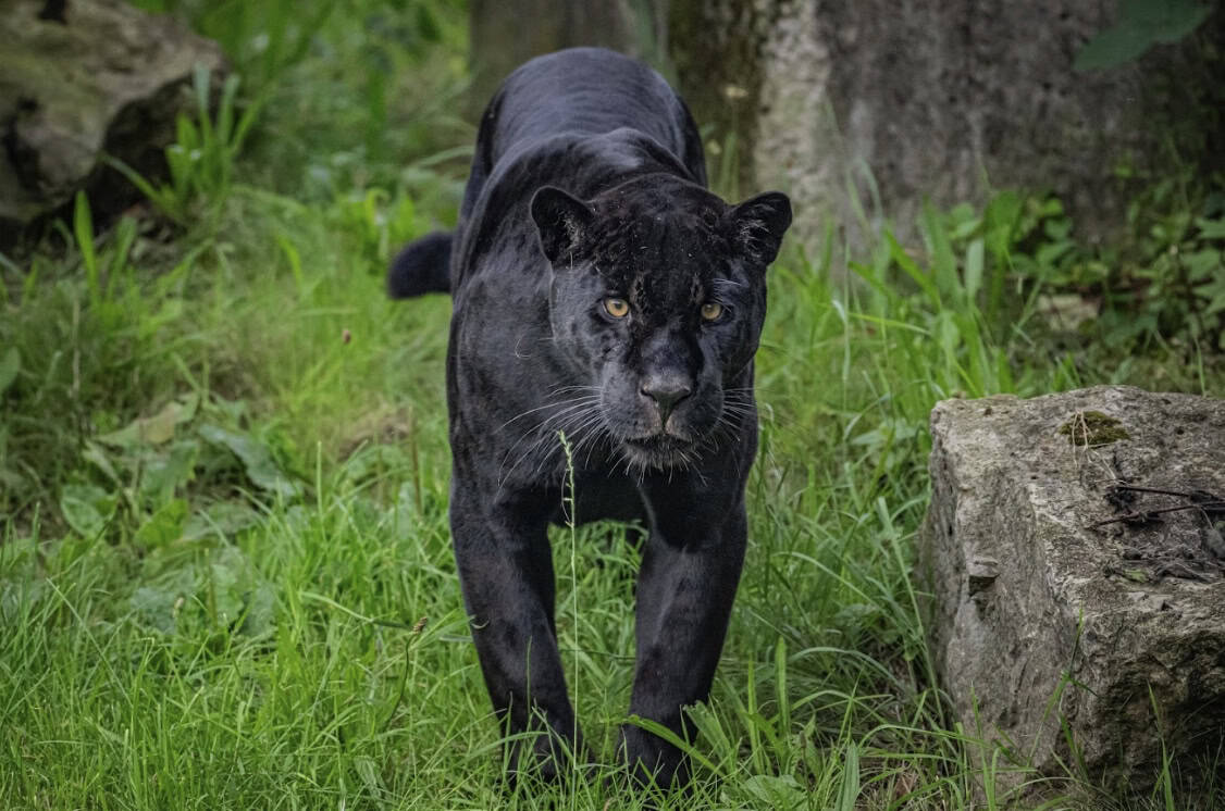 Black Jaguar. Copyright Chester Zoo
