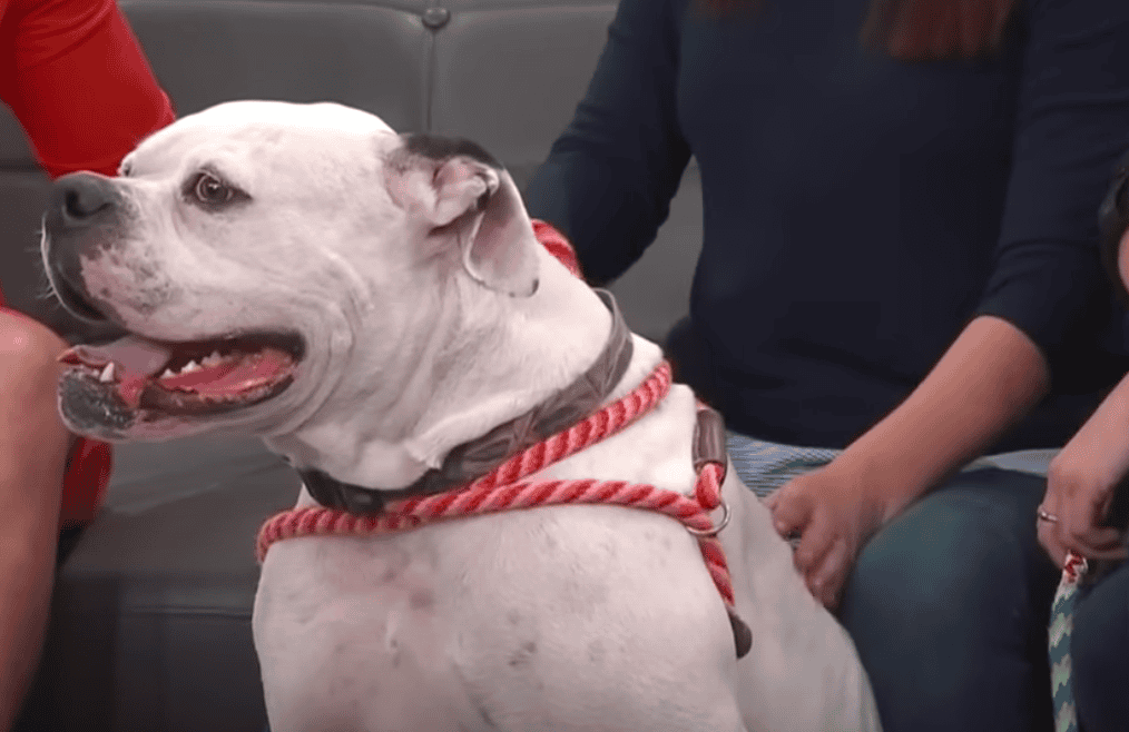 Dog Shuts Down After Abandoned By His Family. Image by WISH-TV via YouTube