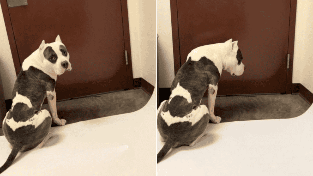 Shelter Dog Sits By The Door Waiting For Someone To Save Him Before Time Runs Out  