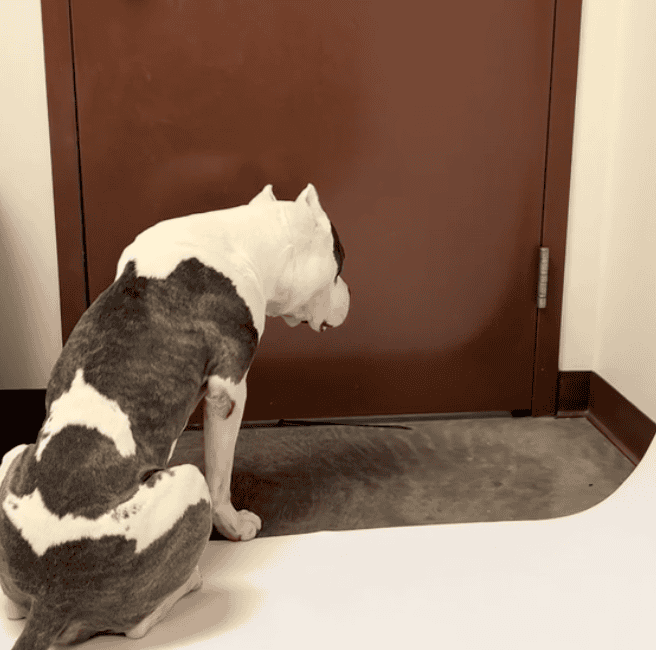 Shelter Dog Sits By The Door Waiting For Someone To Save Him Before Time Runs Out. Image by shelterdogsofaz via TikTok