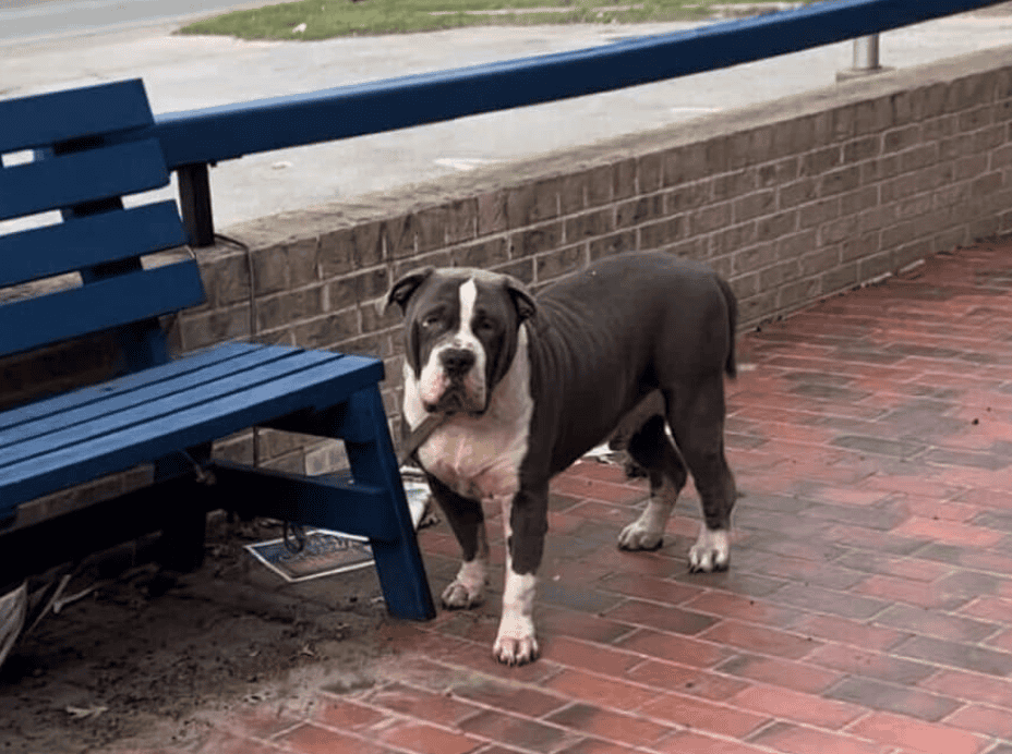 Dog Tied To A Bench Awaits His Family. Image by 15/10 Foundation via Facebook