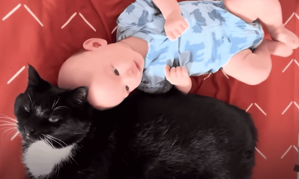 Cat Jumps Into Baby's Crib Every Morning. Image by The Dodo via YouTube