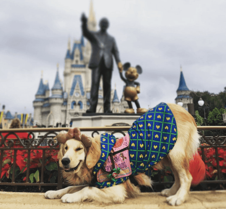 Nala the dog cuddles Disney stars
