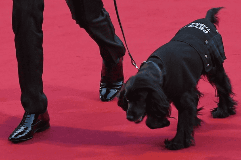 Therapy dog graces GQ Awards