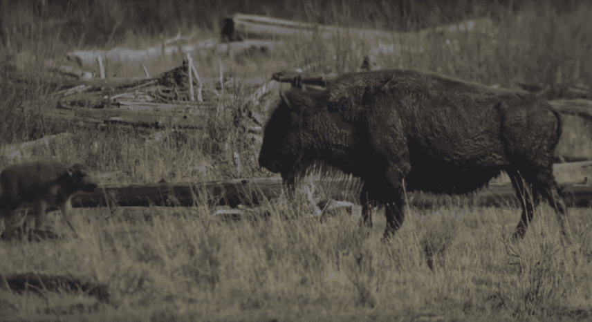 Lost calf finds mama Bison