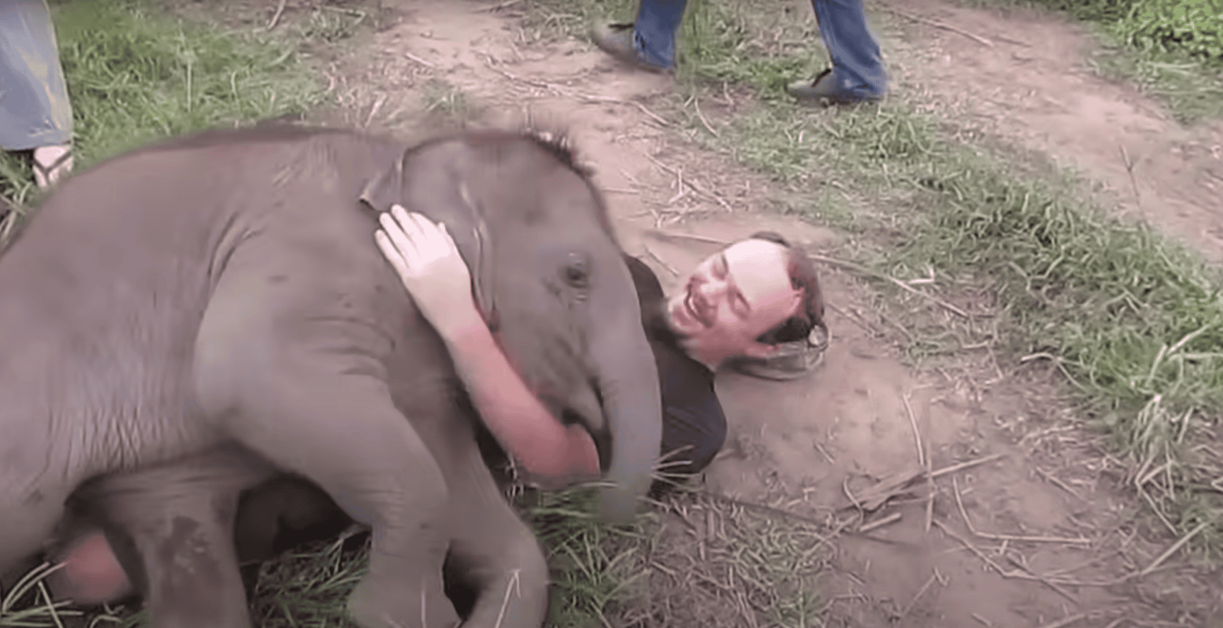 Cuddly Elephant