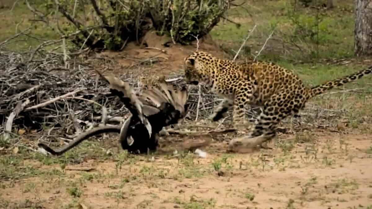 Leopard tries to save eagle and black mamba from fighting