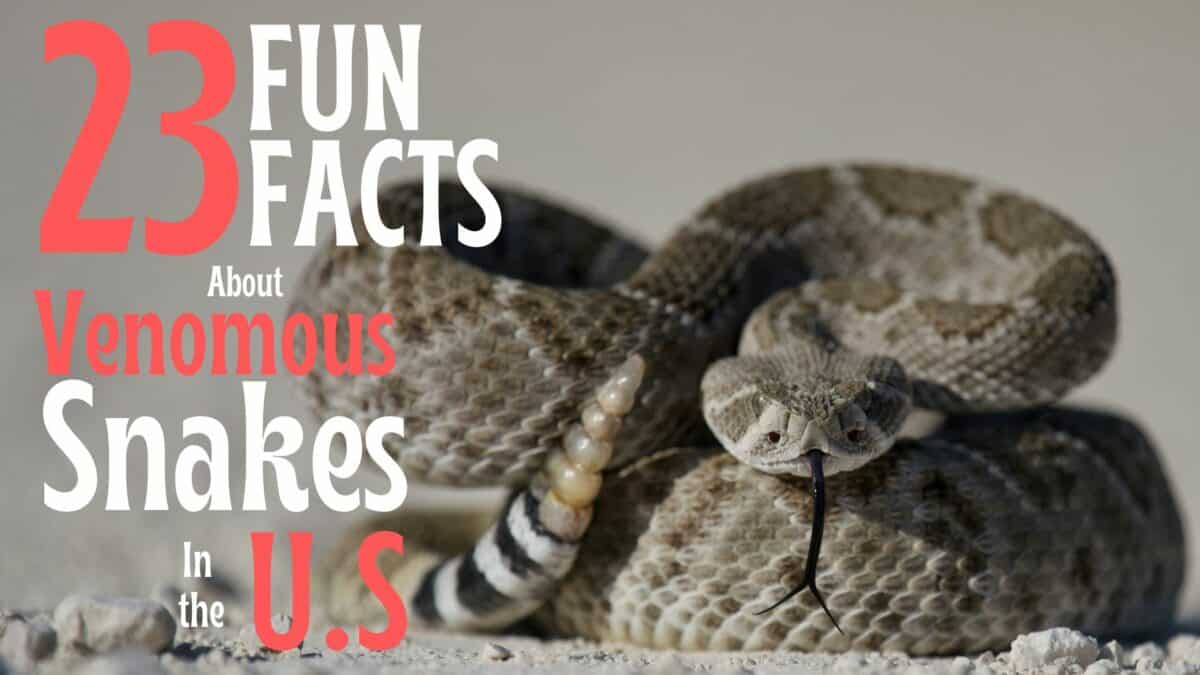 23 Facts About Snakes