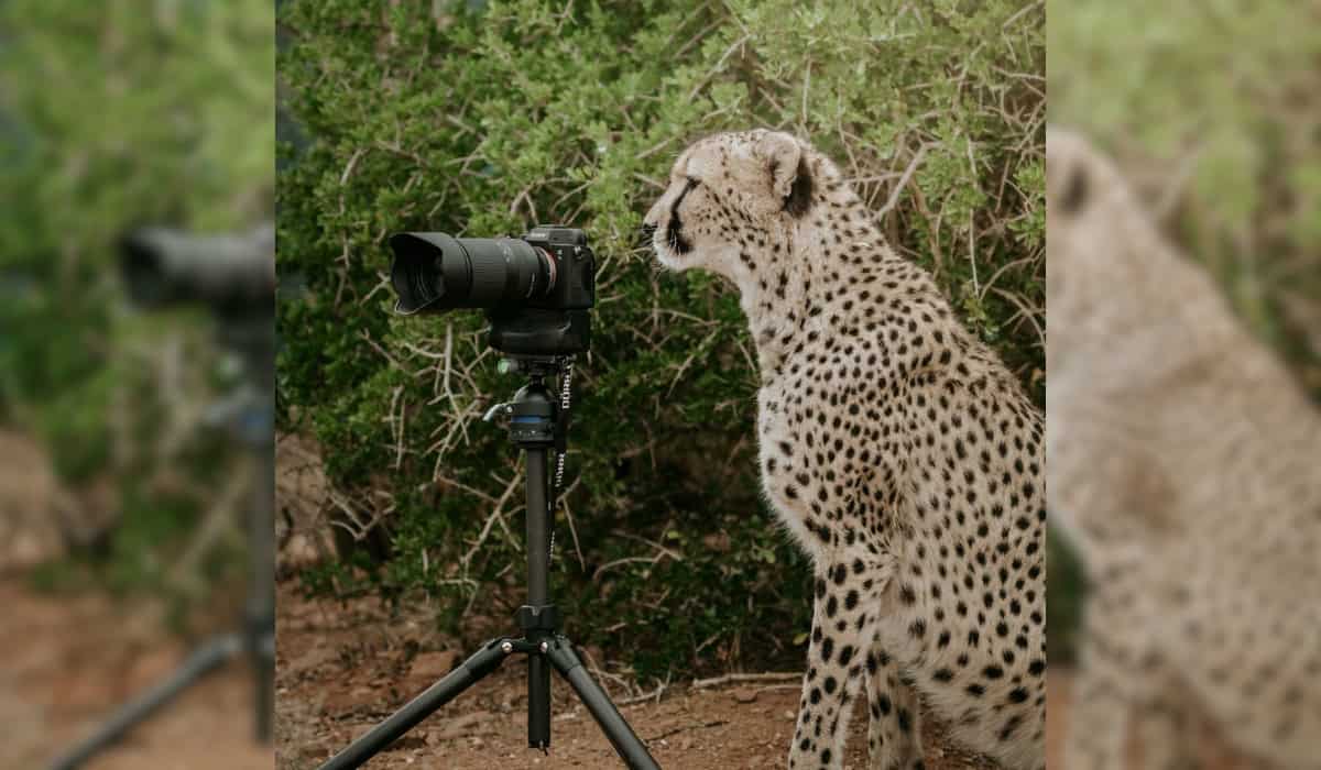 Cheetah with the Camera