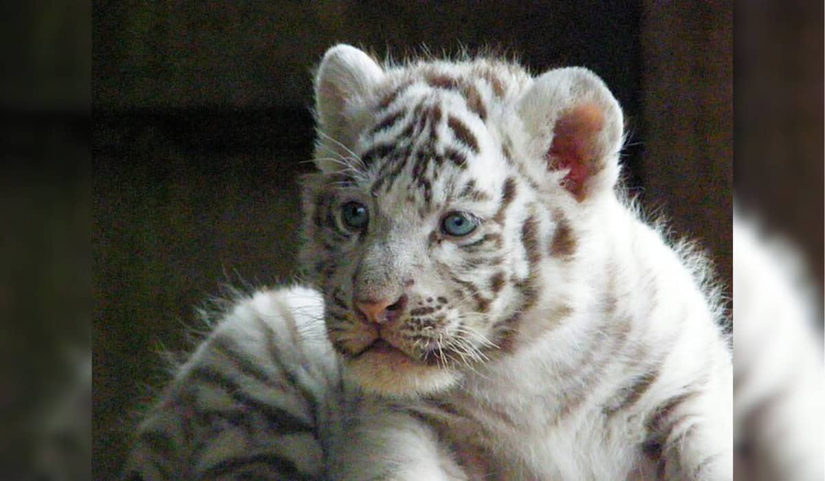 White tiger Cub
