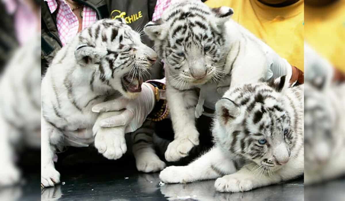 Cute White Tiger Cubs in Front of the Camera