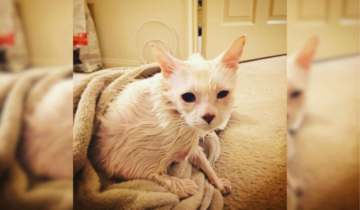 Pretzel the cat after a bath