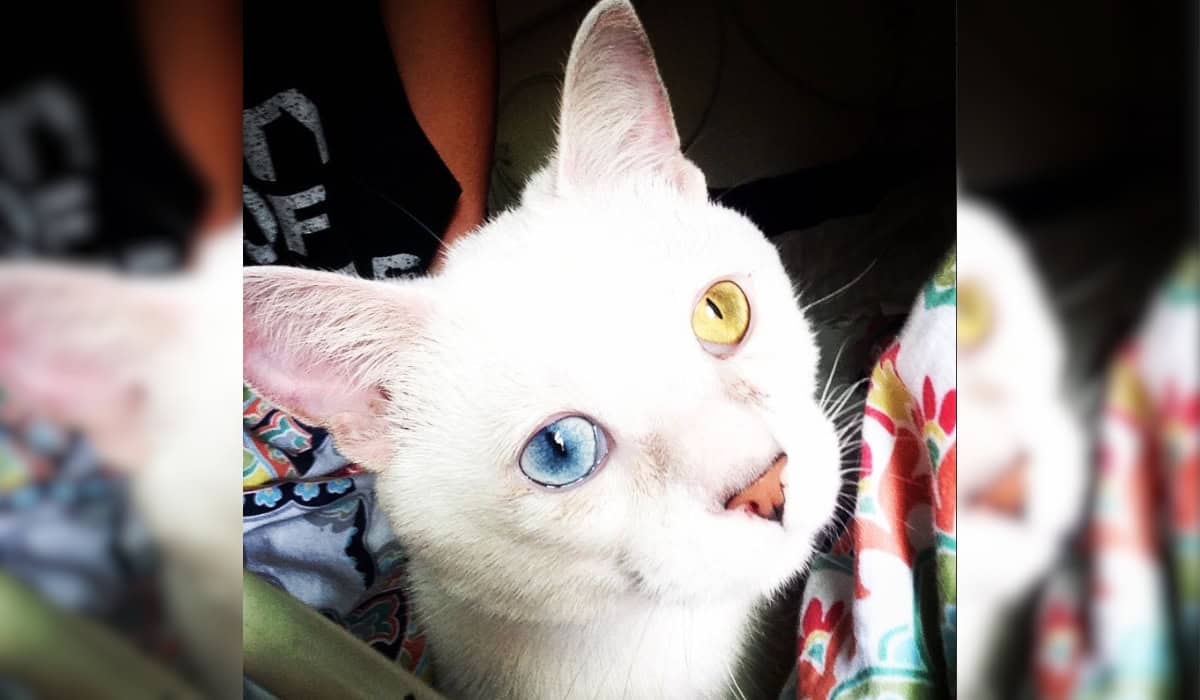 Blue and Yellow Eyed Cat.