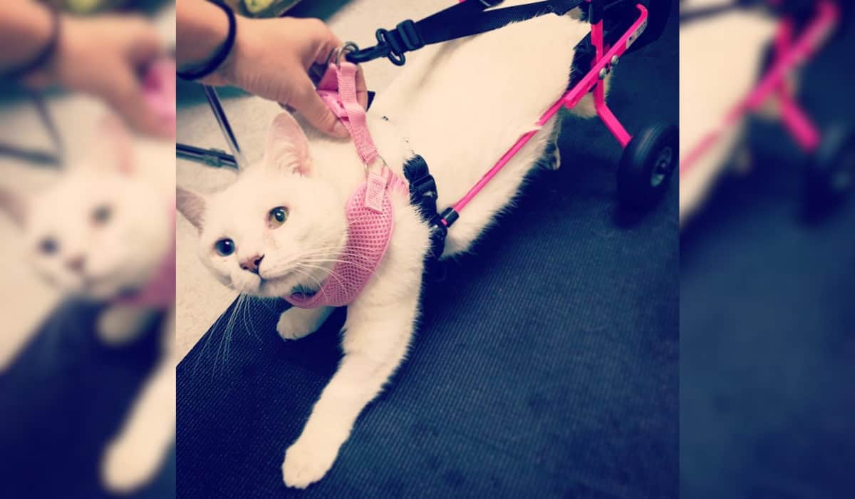 Pretzel the Cat with Wheelchair