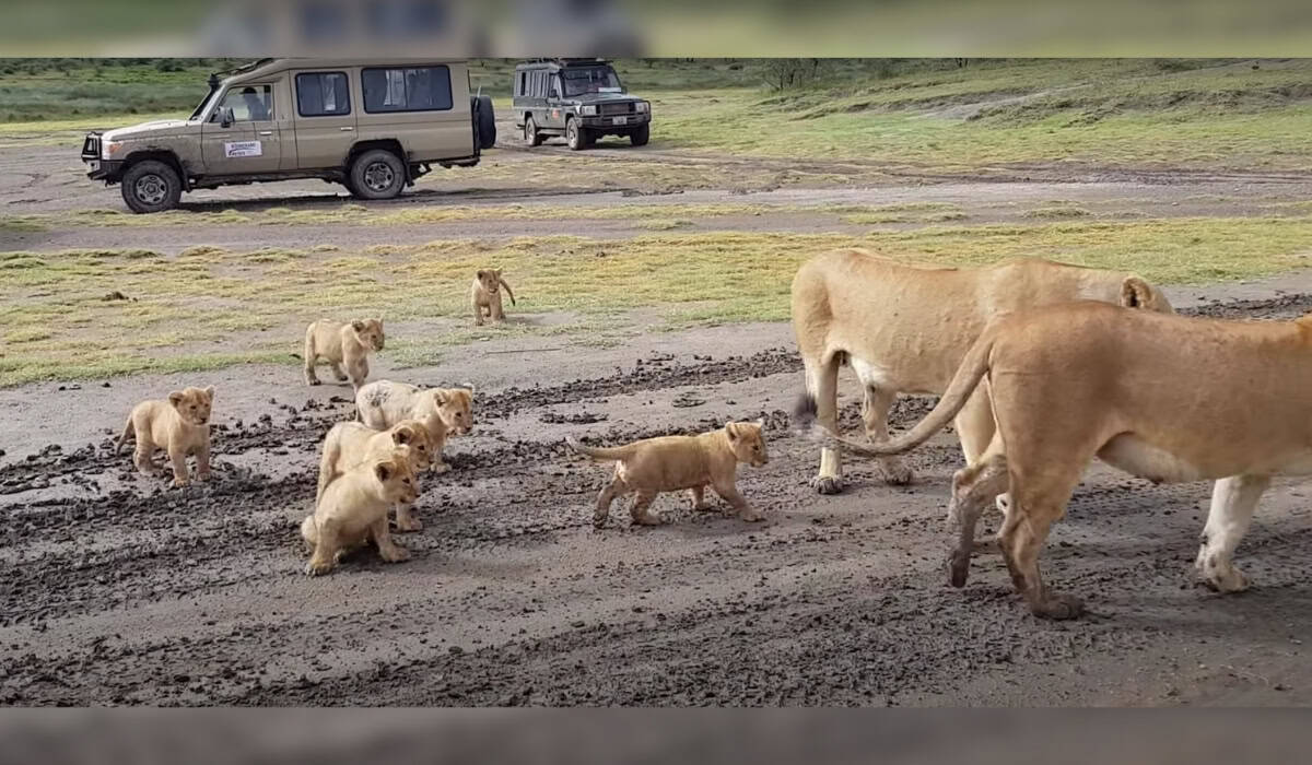 Multiple Cubs and Lioness in Frame