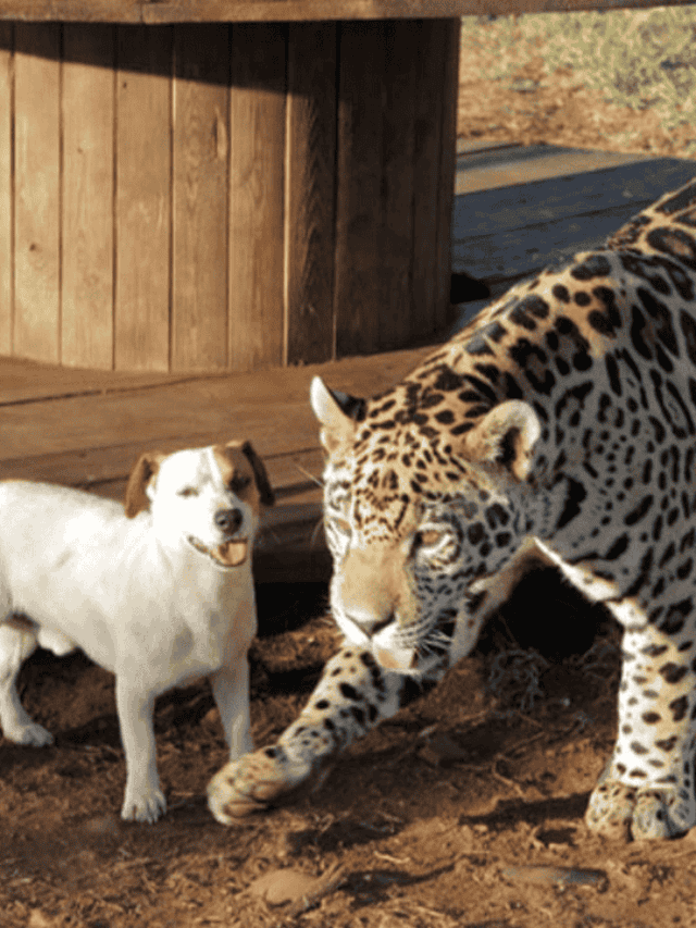 Jaguar Is The New Dog’s Best Friend