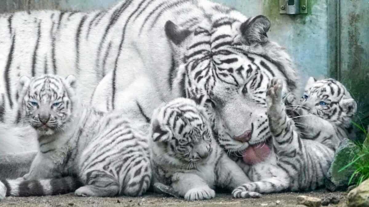 White tiger baby at 33 days old Play with Mommy - Animals Around The Globe