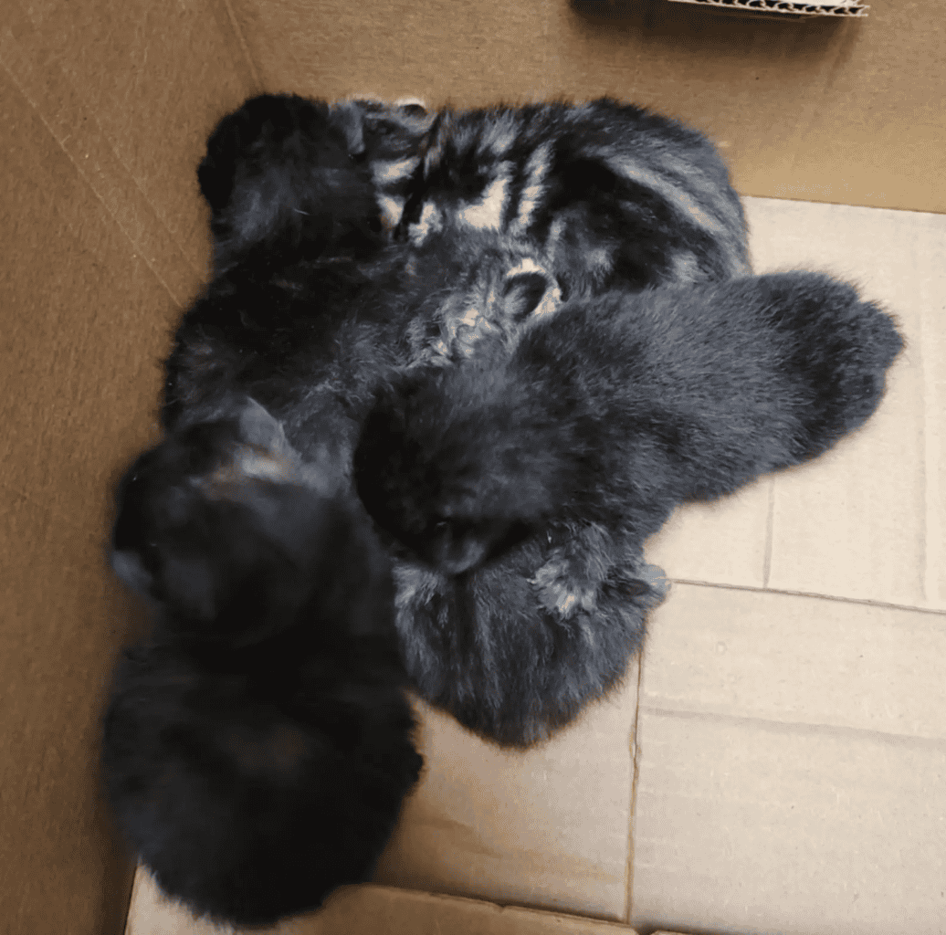 fluffy kittens