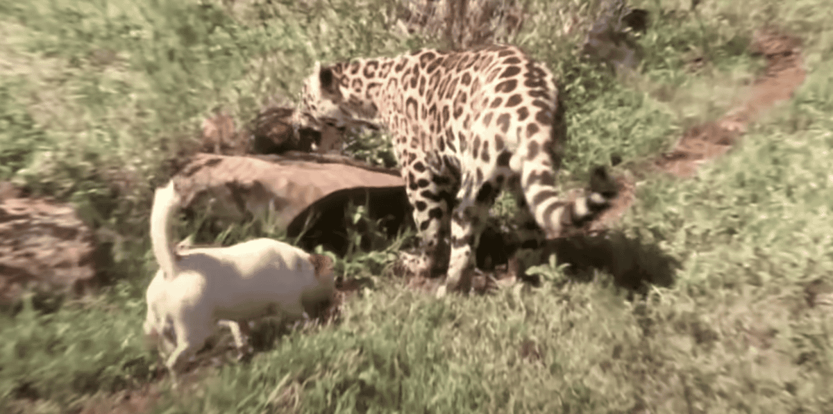 jaguar dog